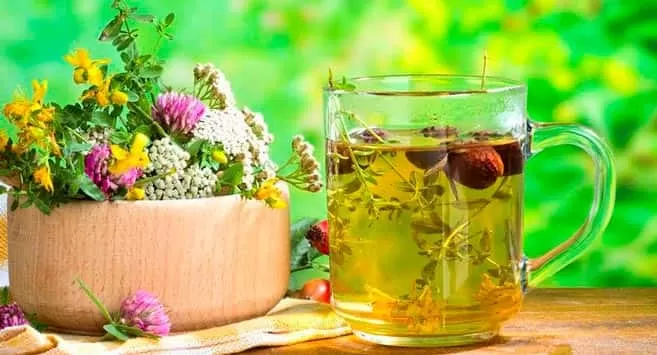 Фитотерапия